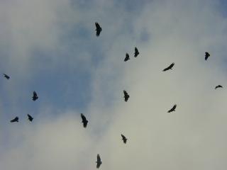 Vultures in flight